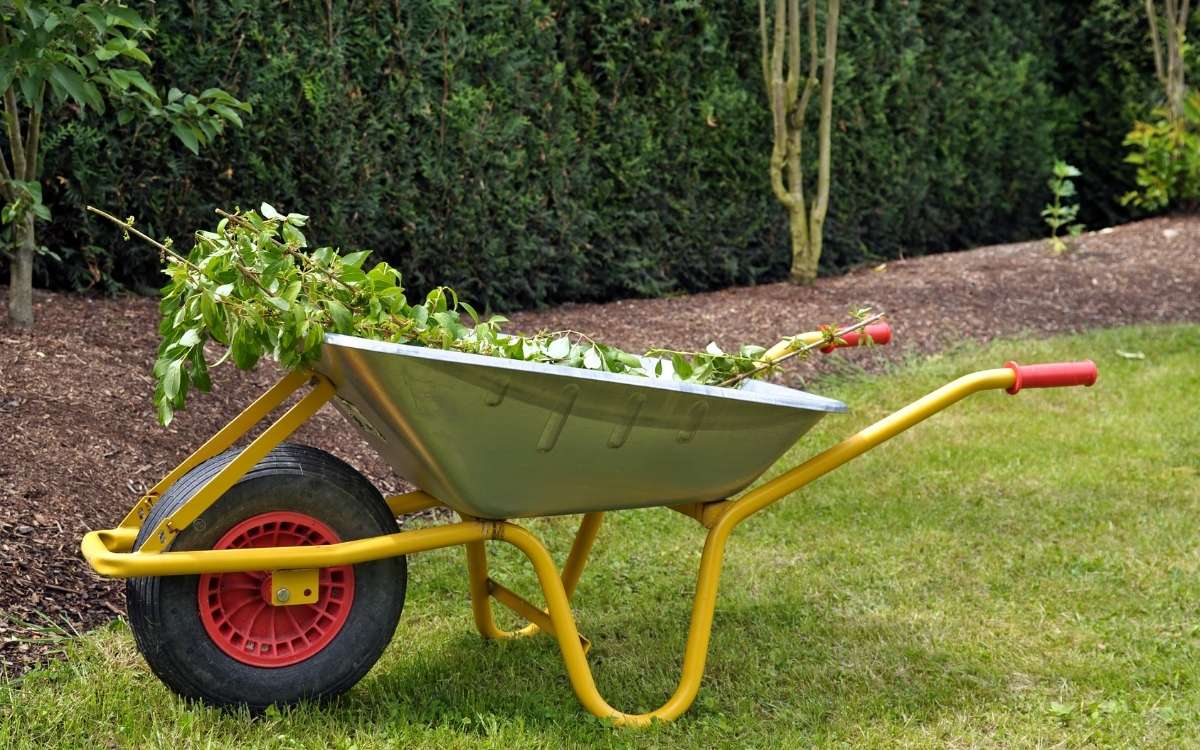 A wheelbarrow filled with weeds on a lawn with trees on background