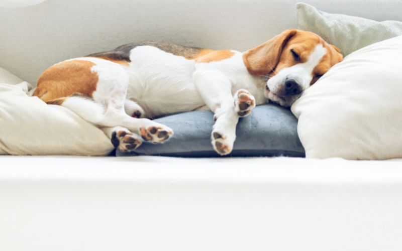 A sleeping dog lying on a sofa with pillows