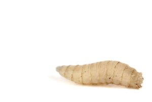Will Bleach Kill Maggots? YES! Here’s how.