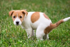 How to Keep Dogs From Pooping in Your Yard – 11 Ways