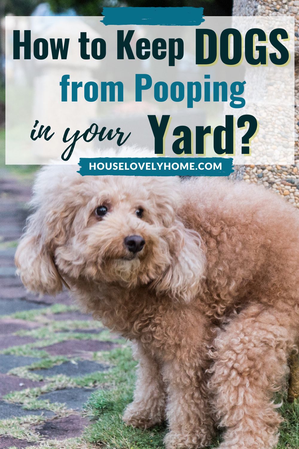 A cute dog squating on the ground with text overlays that read How to Keep Dogs From Pooping in Your Yard