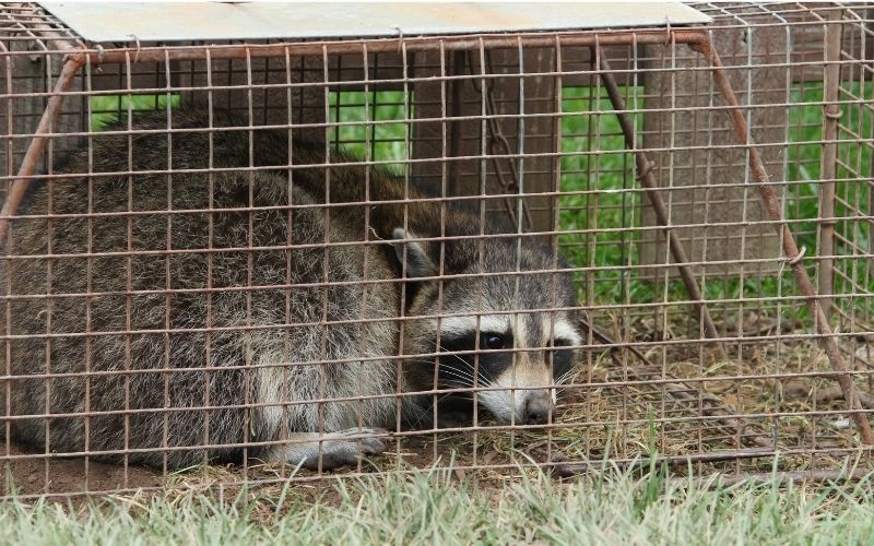 Photo of a racoon in a cage in an article about how to keep raccoons from pooping on your deck