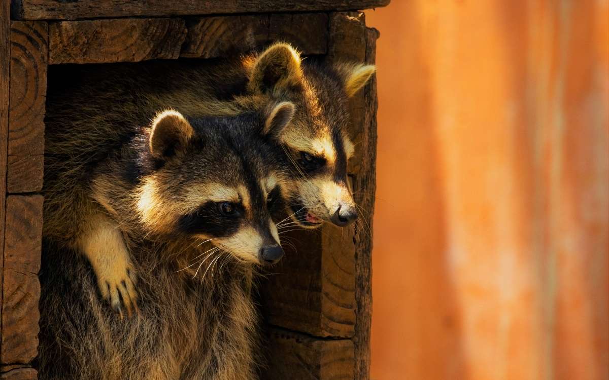 Image of two racoons inside a wooden box near a deck