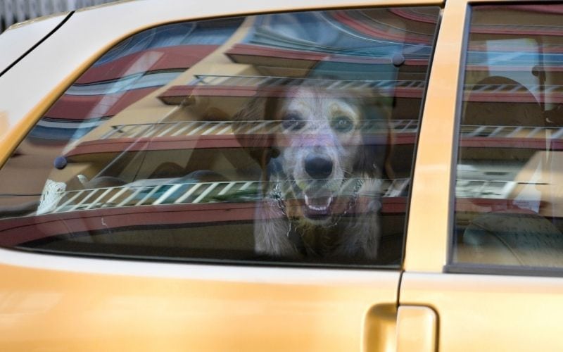 Photo of a dog inside the yellow car