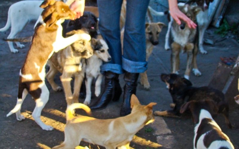 Photo of several dogs going around a person's feet