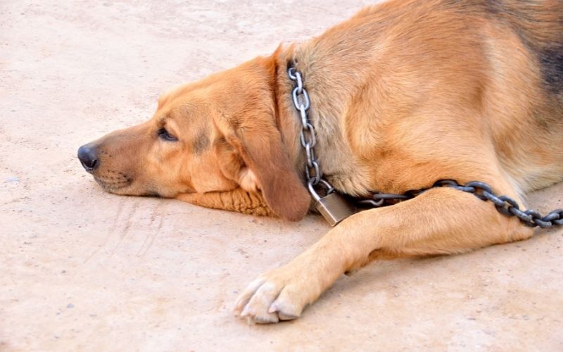 Photo of a dog lying on the ground with chain around its neck