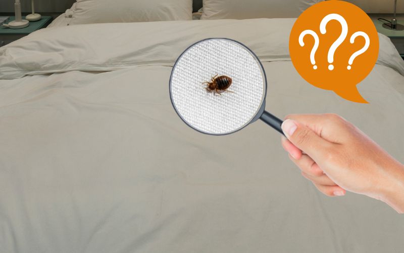 Image showing a hand holding a magnifying glass with bed bug above the bed