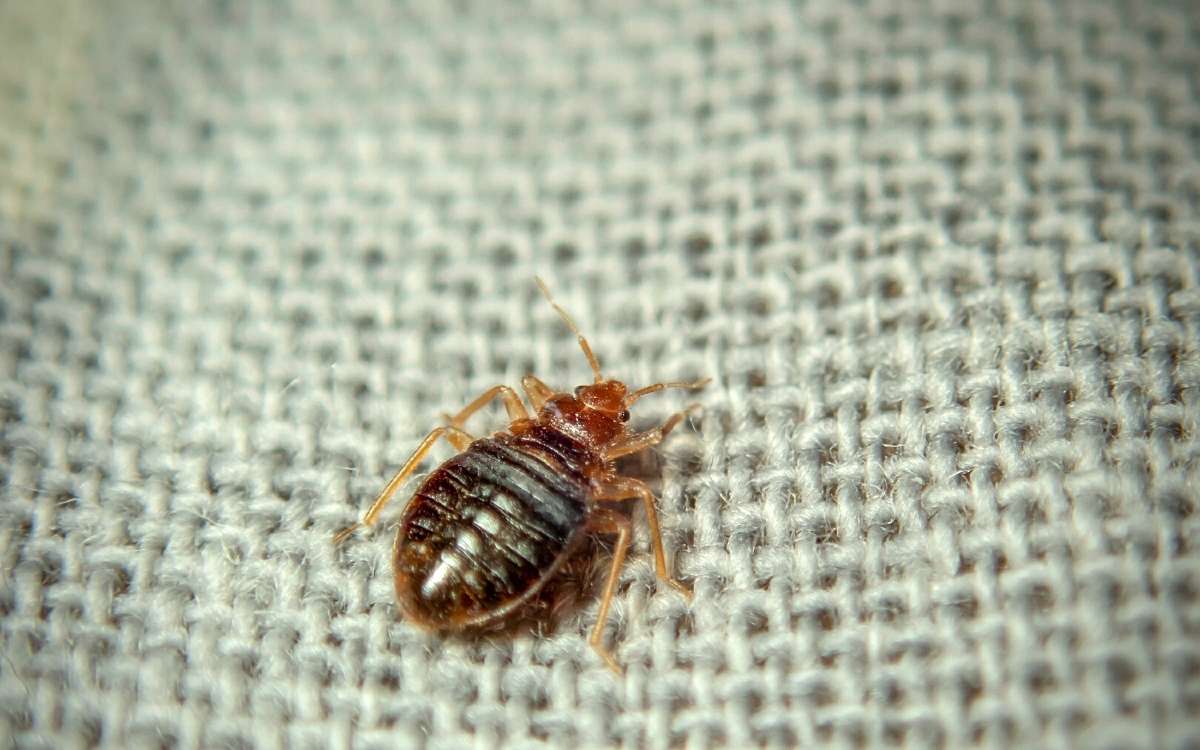 Image of a bed bug on a cloth in blog post about how long bed bugs can survive in an empty home