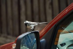 12 Ways to Stop Birds Pooping On Your Car