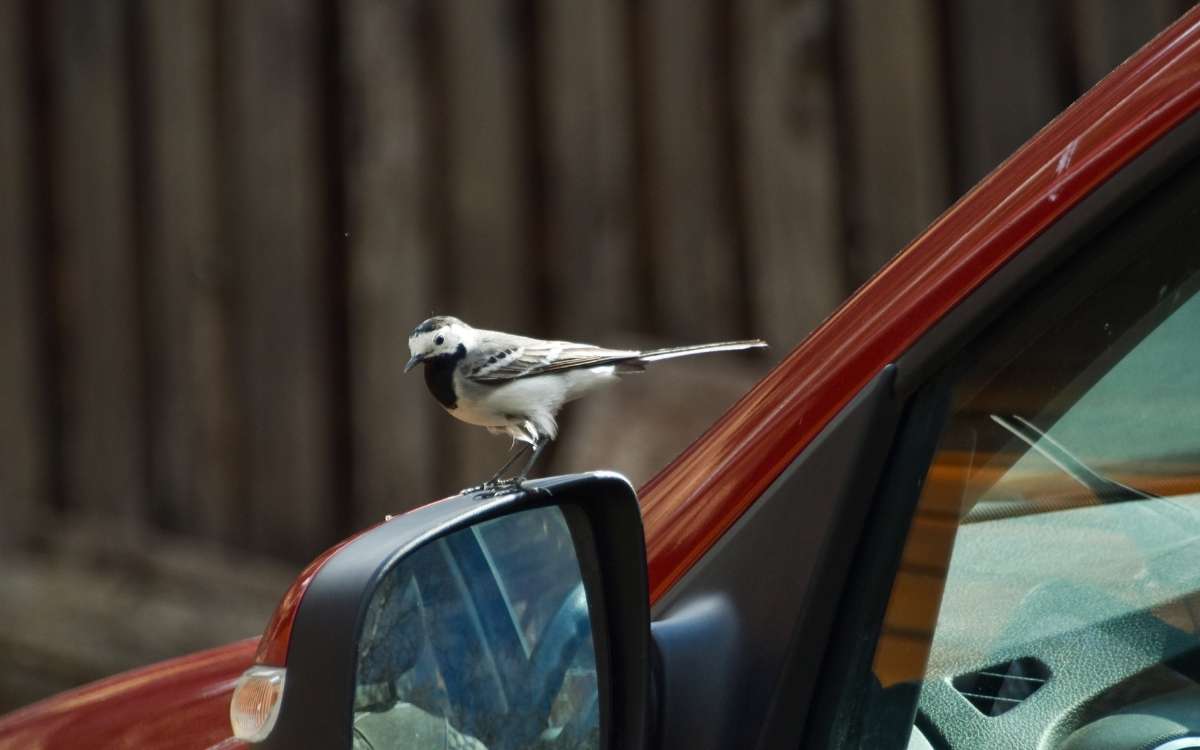Photo showing a bird on the side view mirror of a car with some poop