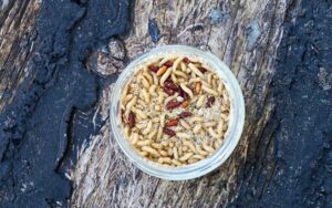Photo showing a round container with maggots on a wooden background