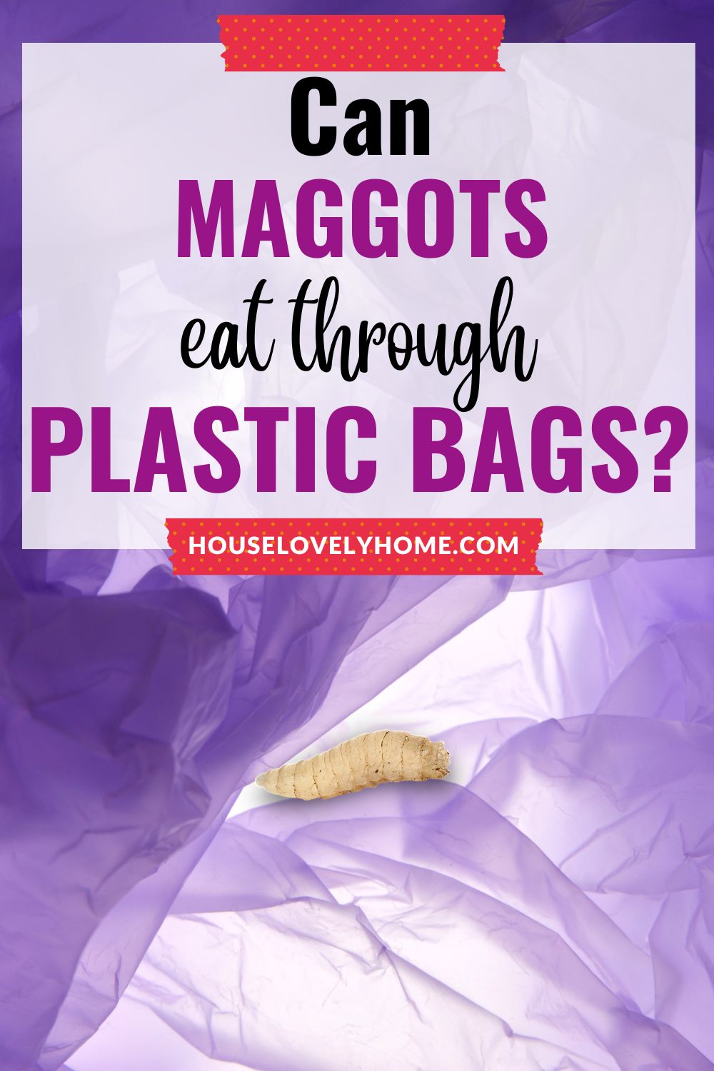 Photo showing a maggot with purple plastic background and a text overlay tha reads Can Maggots Eat Through Plastic Bags