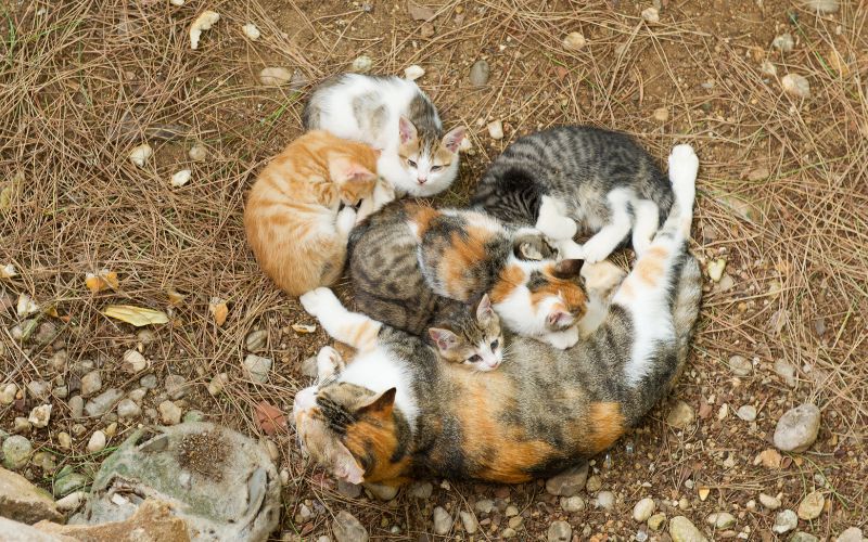 Photo showing a stray cat lying on the ground with its kittens