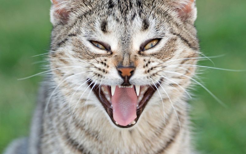 A close up photo of a stray cat that looks aggressive that people may want to get rid off from their area.