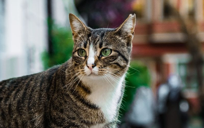 Photo of a stray cat with a tipped left ear
