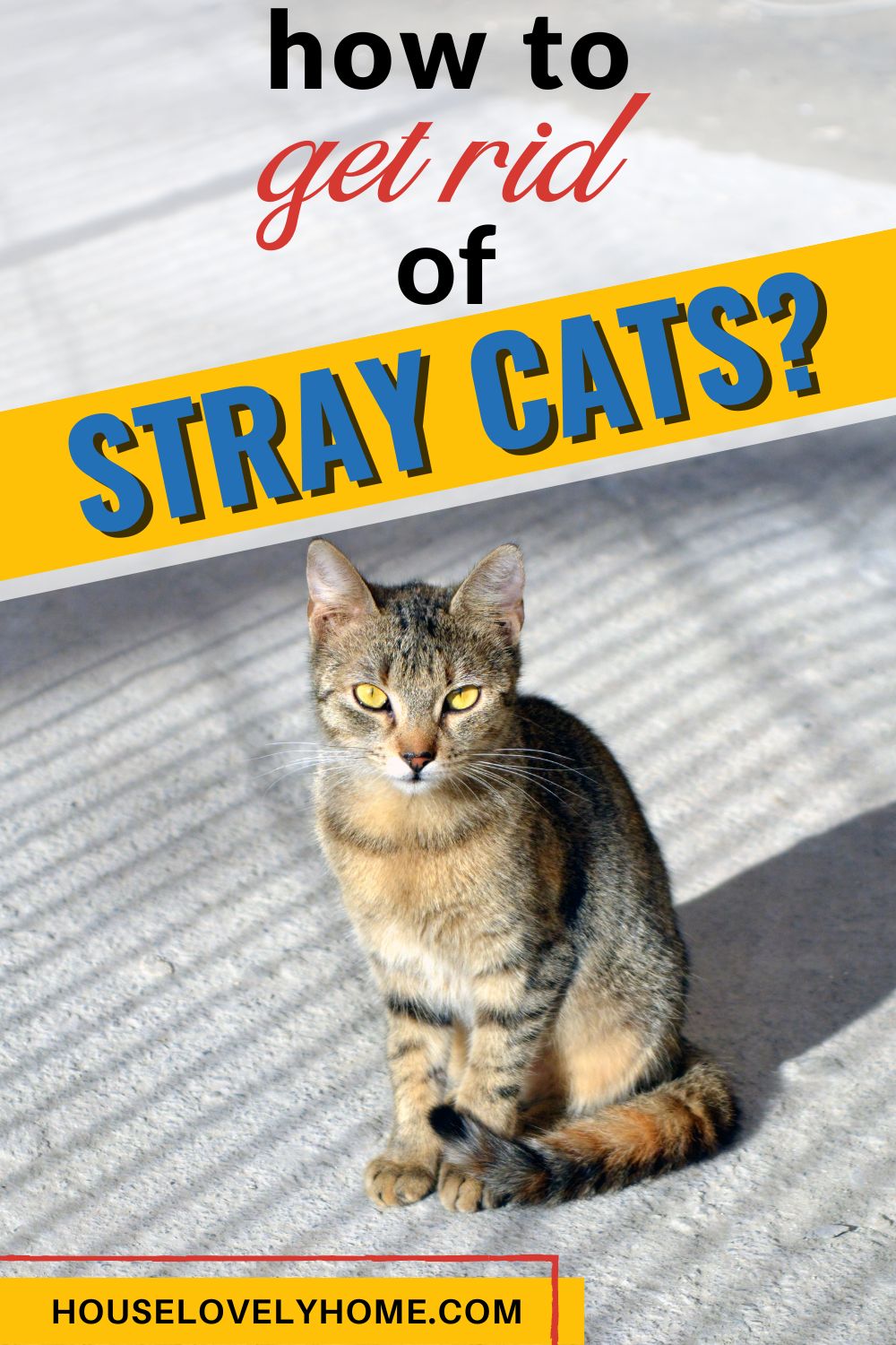 Photo showing a cat sitting on a pavement with a text overlay that reads How to Get Rid of Stray Cats