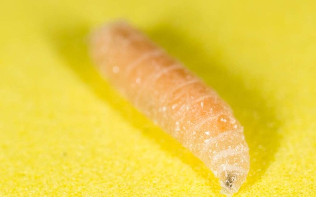 Photo of a lone maggot in yellow background