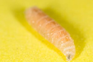 How To Kill Maggots Without Bleach: 8 Alternatives