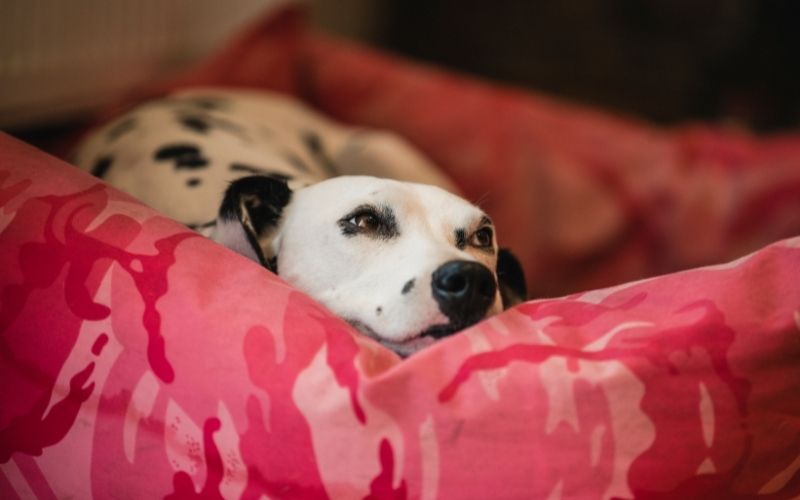 A white dog with black spots lying down in a pink dog bed