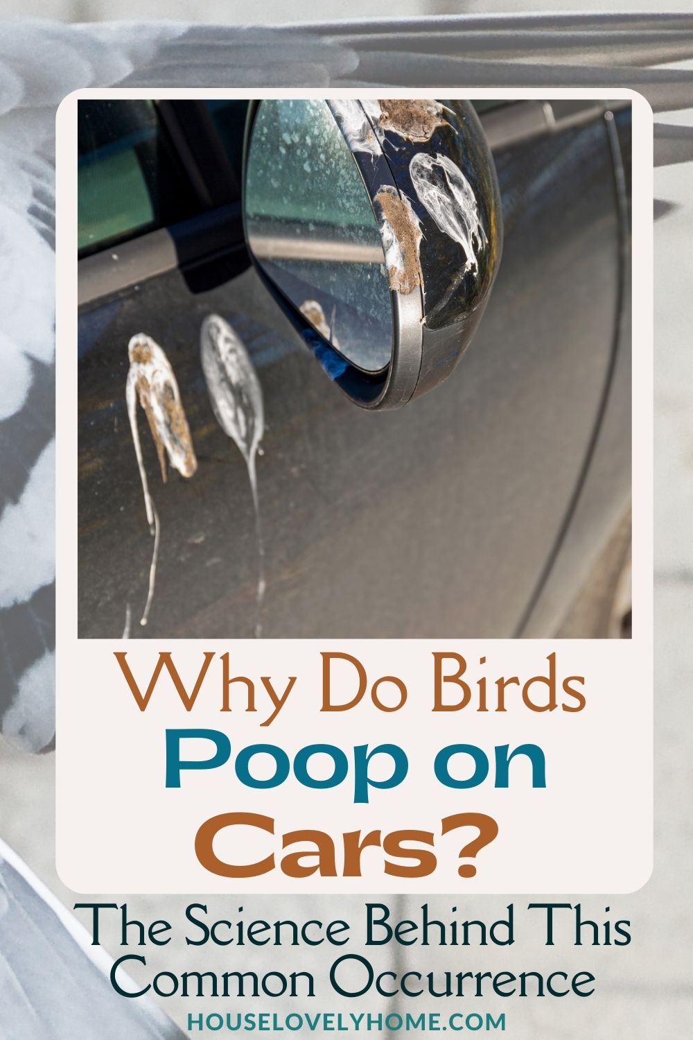 Why Do Birds Poop on Cars