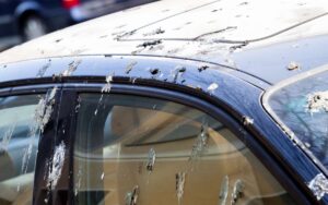 Why Do Birds Poop on Cars