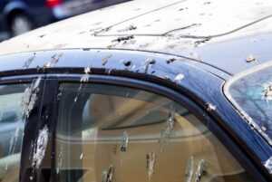 Why Do Birds Poop on Cars?